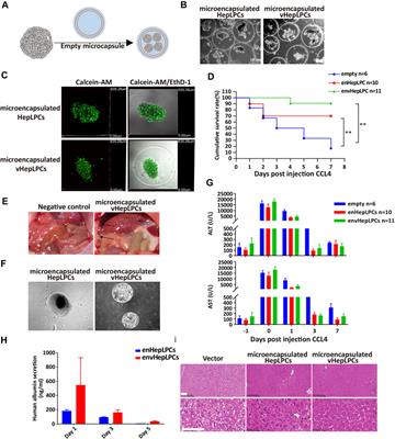 Establishment of Functional Liver Spheroids From Human Hepatocyte-Derived Liver Progenitor-Like Cells for Cell Therapy